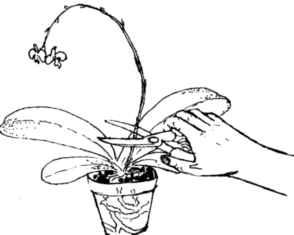 cut the flower spike before repotting phalaenopsis